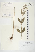 輪葉景天藏品圖，第1張