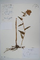 聚花風鈴草藏品圖，第1張