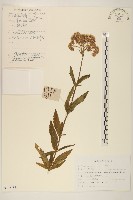 輪葉澤蘭藏品圖，第1張