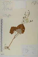 腺梗菜藏品圖，第1張