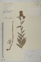 絨背薊藏品圖，第1張