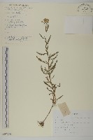 洋蓍草、千葉蓍藏品圖，第1張