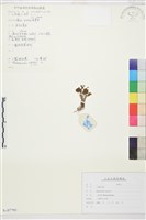 匍枝毛茛藏品圖，第1張