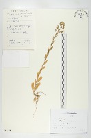 凹果菥蓂、遏藍菜藏品圖，第1張