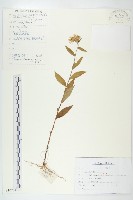 毛旋覆花藏品圖，第1張