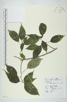 青莢葉藏品圖，第1張