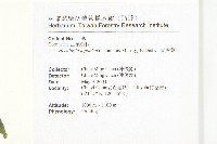 青莢葉藏品圖，第2張