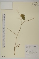 登錄號:S107823藏品圖，第1張