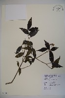 玉山糯米樹、狹葉糯米樹藏品圖，第1張