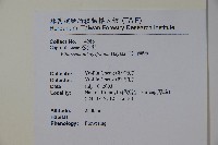 玉山糯米樹、狹葉糯米樹藏品圖，第2張