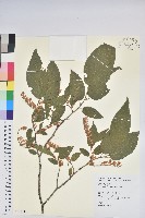 南燭藏品圖，第1張