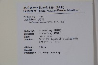 阿里山忍冬、漸尖葉忍冬藏品圖，第2張