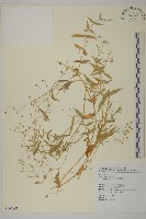 疏花繁縷藏品圖，第1張