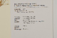 疏花繁縷藏品圖，第2張