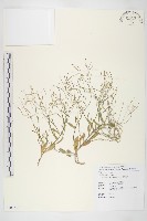 齒葉南芥、齒葉筷子芥藏品圖，第1張