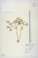 星果佛甲草藏品圖，第1張