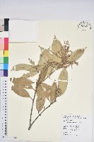 子彈石櫟、柯藏品圖，第1張