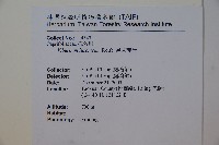 呂宋莢迷藏品圖，第2張