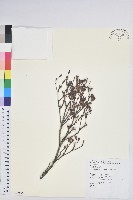 台灣吊鐘花藏品圖，第1張