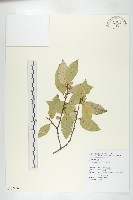 藤胡頹子藏品圖，第1張