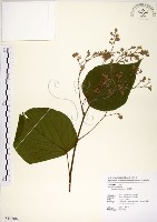 克蘭樹藏品圖，第1張