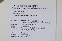 疏花鷗蔓藏品圖，第2張