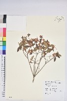 紅毛杜鵑藏品圖，第3張