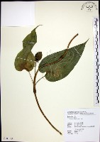 百部藏品圖，第1張