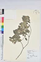 馬銀花藏品圖，第1張