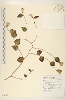 半高野帚藏品圖，第1張