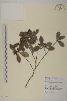 日本賽衛矛、日本假衛矛藏品圖，第1張