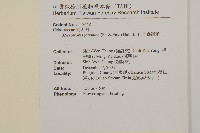 日本賽衛矛、日本假衛矛藏品圖，第2張