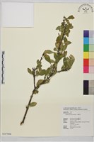 小葉鼠李藏品圖，第1張