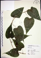 百部藏品圖，第1張