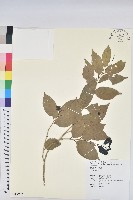 登錄號:S107902藏品圖，第1張