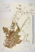 黃鵪菜藏品圖，第1張