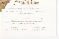 黃鵪菜藏品圖，第2張