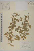 鵝兒腸藏品圖，第1張