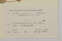 鵝兒腸藏品圖，第2張