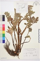 水辣菜、禺毛茛藏品圖，第1張