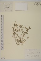 繁縷藏品圖，第1張