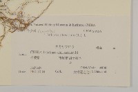 鱧腸藏品圖，第2張