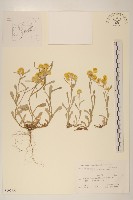 鼠麴草藏品圖，第1張