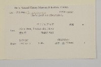 灰綠藜藏品圖，第2張