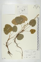 登錄號:S107974藏品圖，第1張