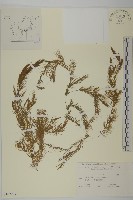 金魚藻、松藻藏品圖，第1張