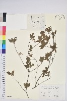 登錄號:S107999藏品圖，第1張