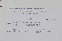 凹葉野莧菜藏品圖，第2張