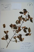 登錄號:S108026藏品圖，第1張