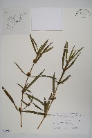 柳葉水蓑衣藏品圖，第1張